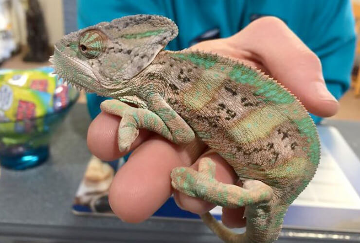 Vet examines a pet iguana