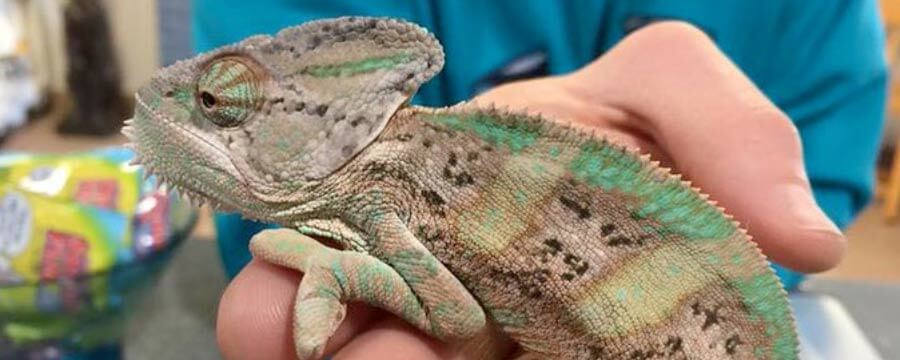 Vet examines a pet iguana