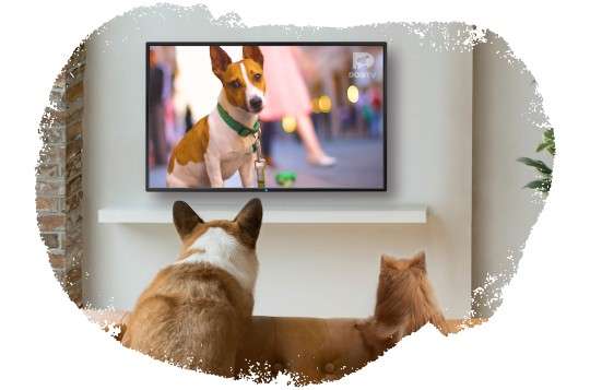 Dogtv - The First Tv Channel For Dogs | Astound Broadband | Meet Our  Companies: Rcn, Grande, Wave, & Entouch