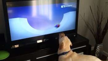 Dogtv - The First Tv Channel For Dogs | Astound Broadband | Meet Our  Companies: Rcn, Grande, Wave, & Entouch