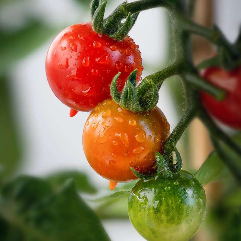 Pittston Tomato Festival
