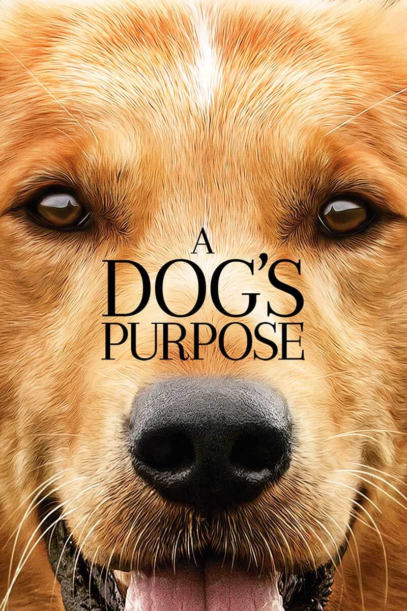 A dogs purpose