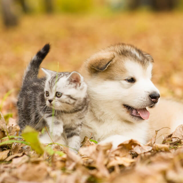 Kitten and puppy play