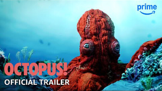 Octopus!