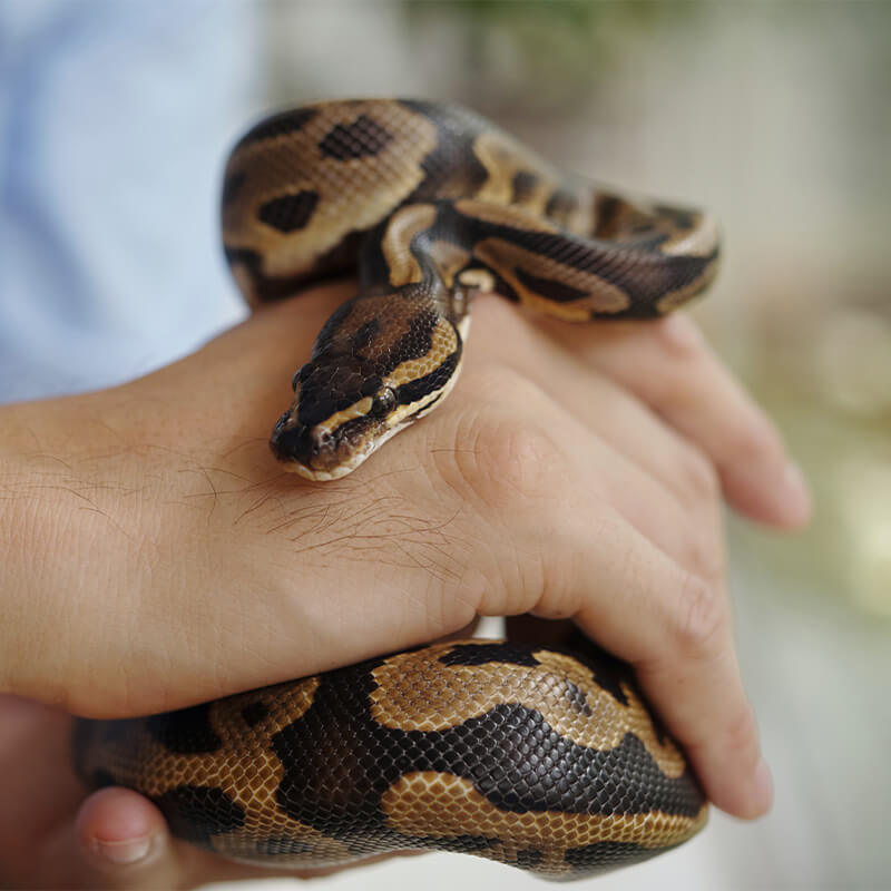 Snakefessst!